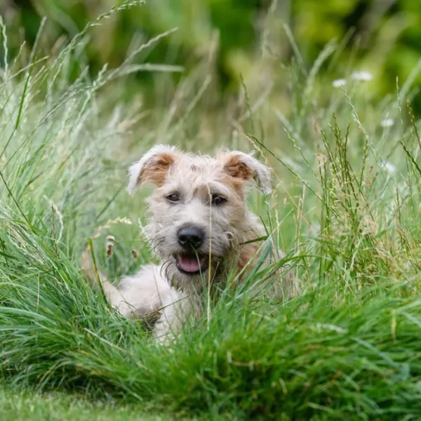 Le Wheaten Terrier : un terrier de ferme au pelage de soie