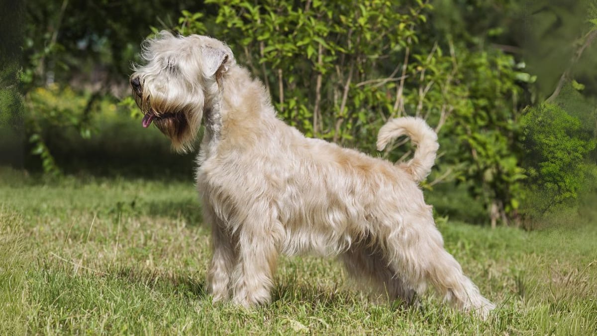 Spanish-Hound 01