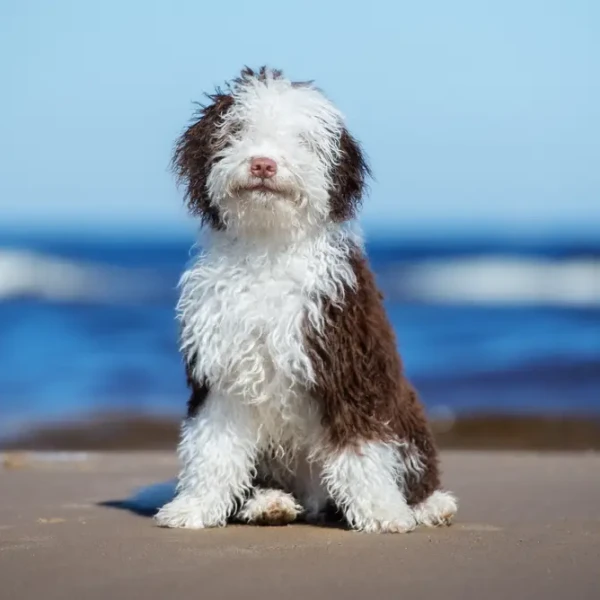 Spanish-Water-Dog 01
