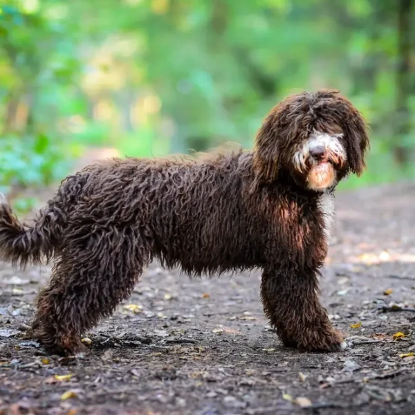 Spanish-Water-Dog 02