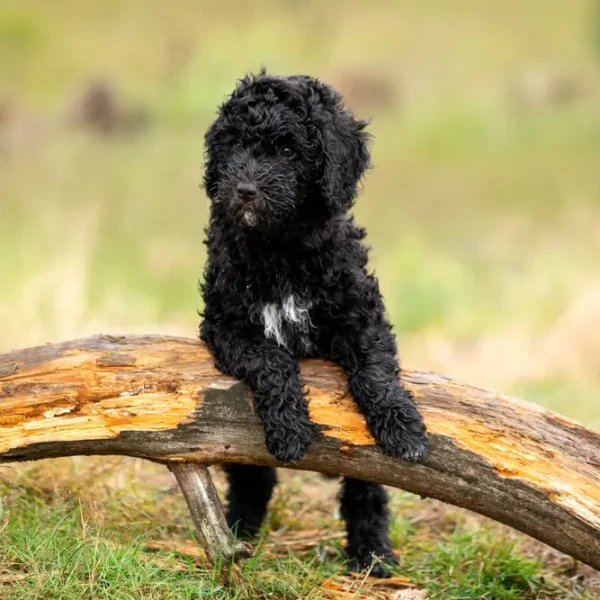 Spanish-Water-Dog 05
