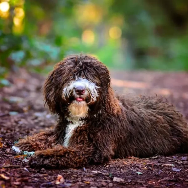Spanish-Water-Dog 08