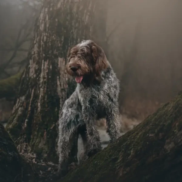 Spinone-Italiano 01