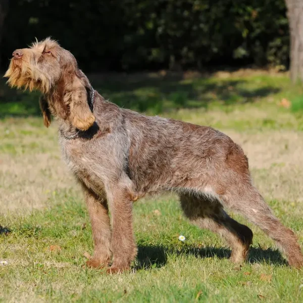Spinone-Italiano 02