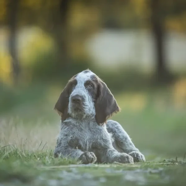 Spinone-Italiano 03