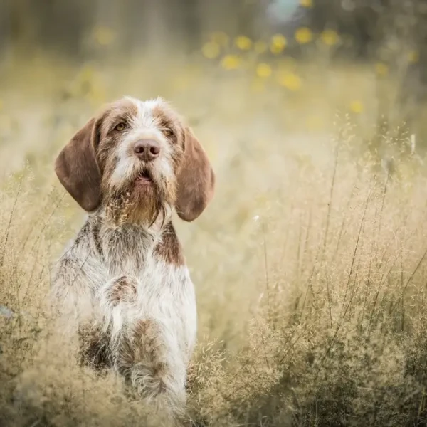 Spinone-Italiano 05