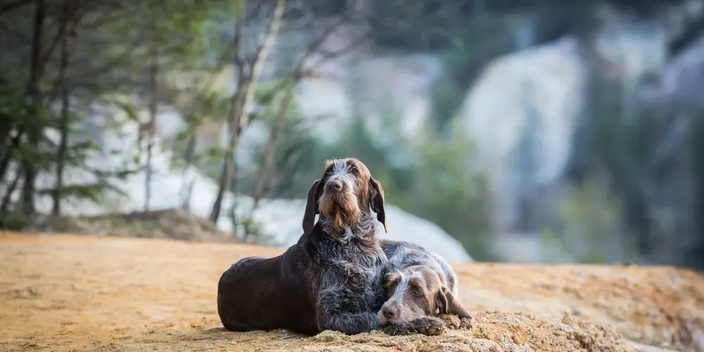 Spinone-Italiano 06