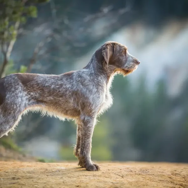 Spinone-Italiano 07