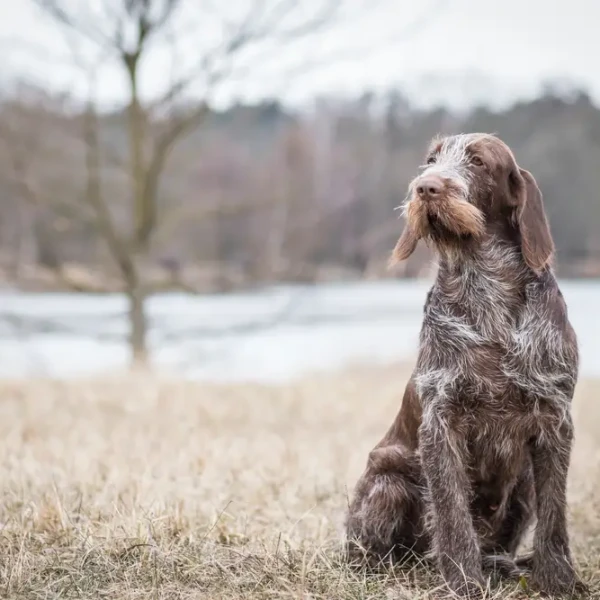 Spinone-Italiano 08