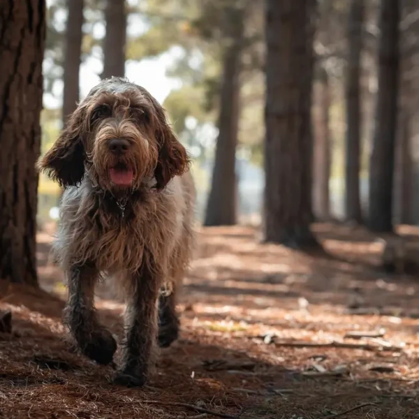 Spinone-Italiano 09