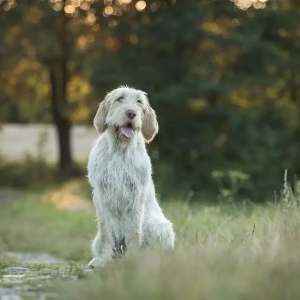 Spinone-Italiano 10