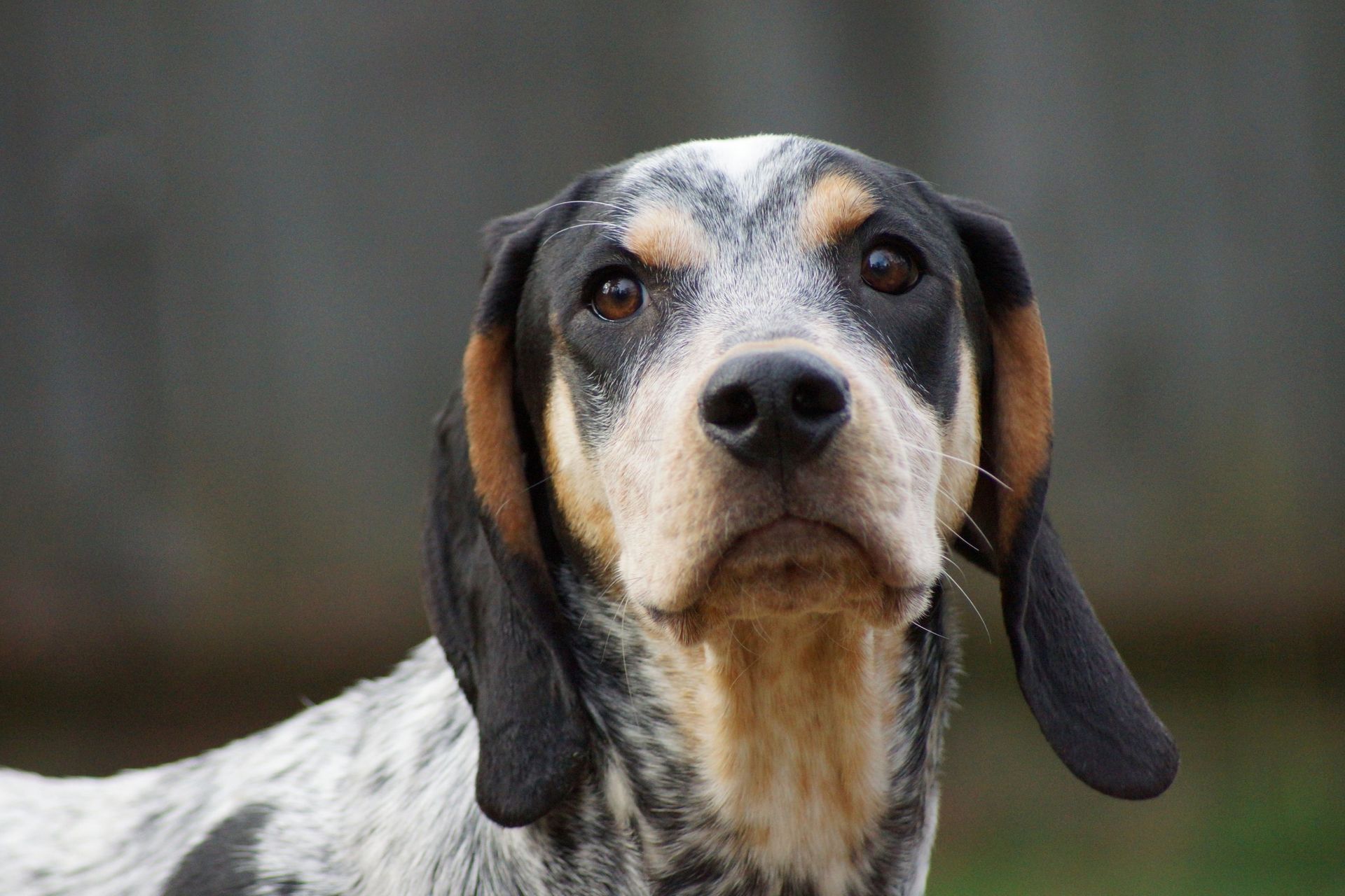 Chien de Saint-Hubert du Jura