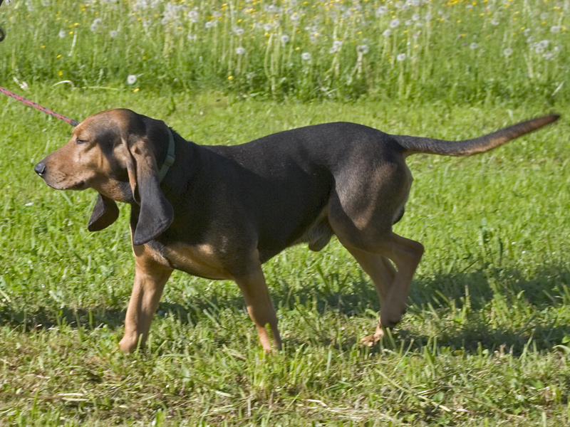 Chien de Saint-Hubert du Jura