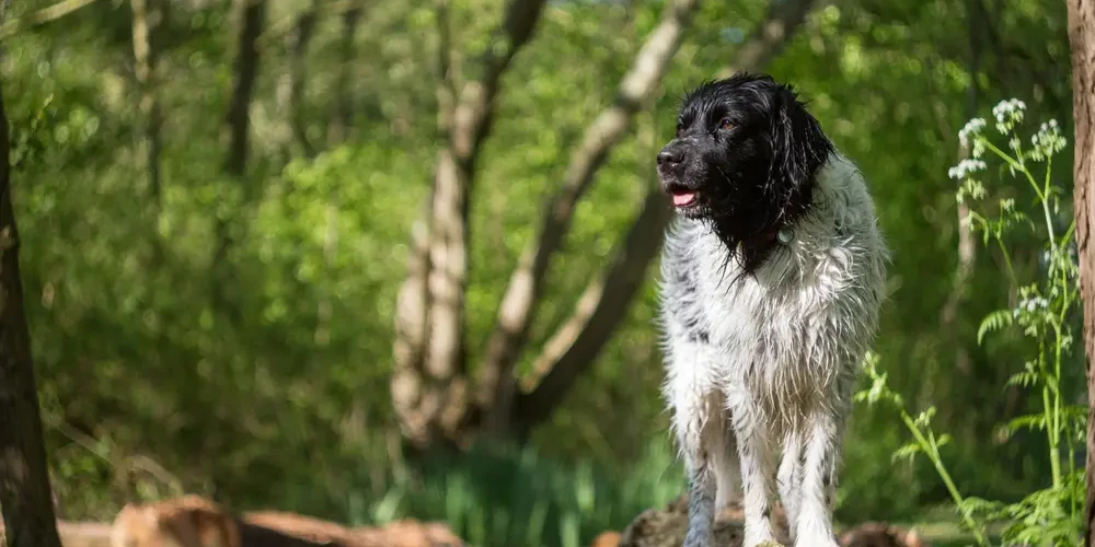 Stabyhoun, le trésor frison qui murmure à l'oreille de la nature