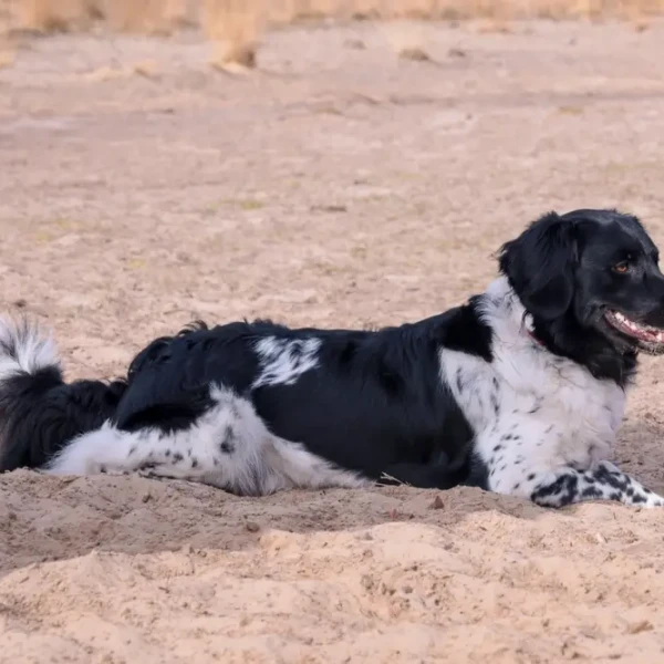 Chien D'Arret Frison