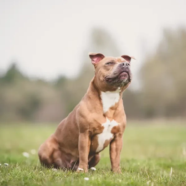 Staffordshire-Bull-Terrier 01
