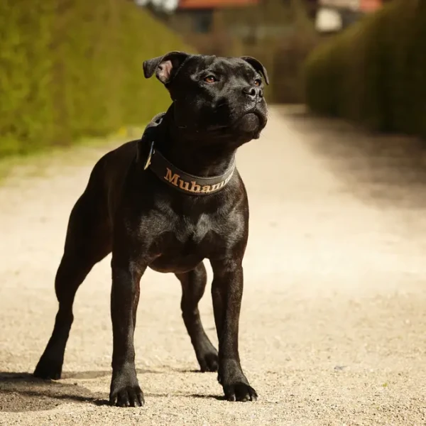 Staffordshire-Bull-Terrier 02