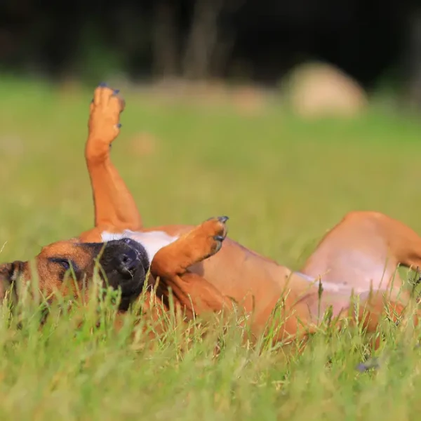Staffordshire-Bull-Terrier 03