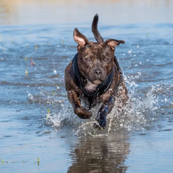 Staffordshire-Bull-Terrier 04