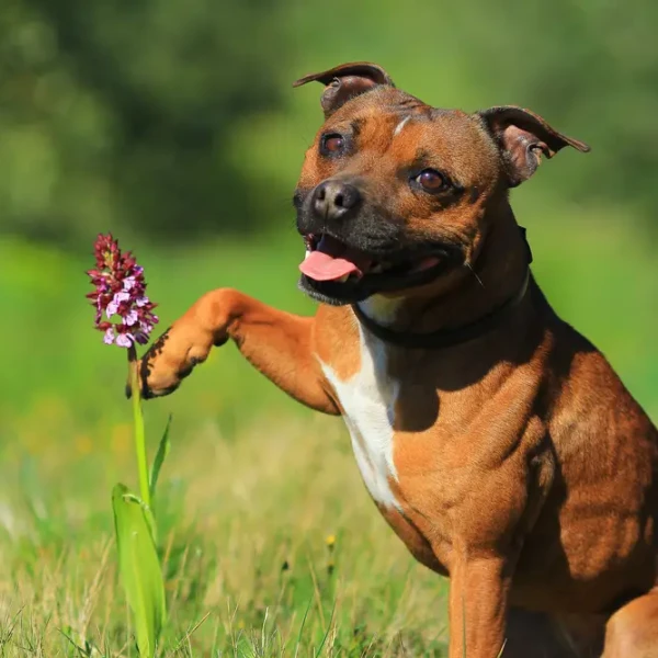 Staffordshire-Bull-Terrier 05