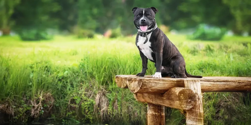 Staffordshire-Bull-Terrier 06