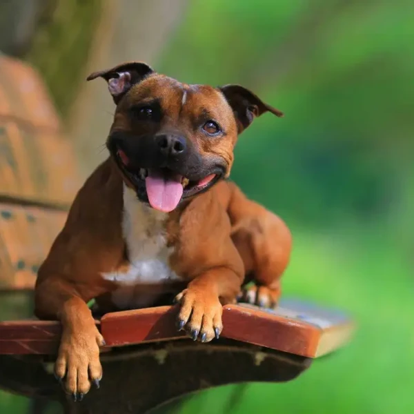 Staffordshire-Bull-Terrier 07