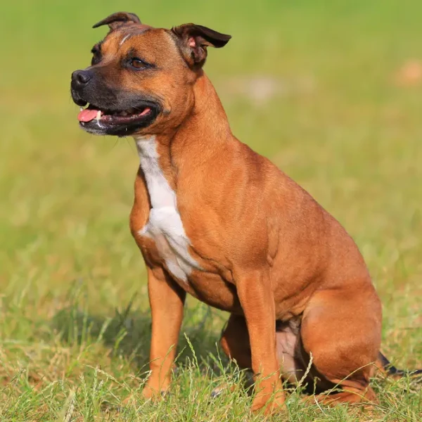 Staffordshire-Bull-Terrier 08