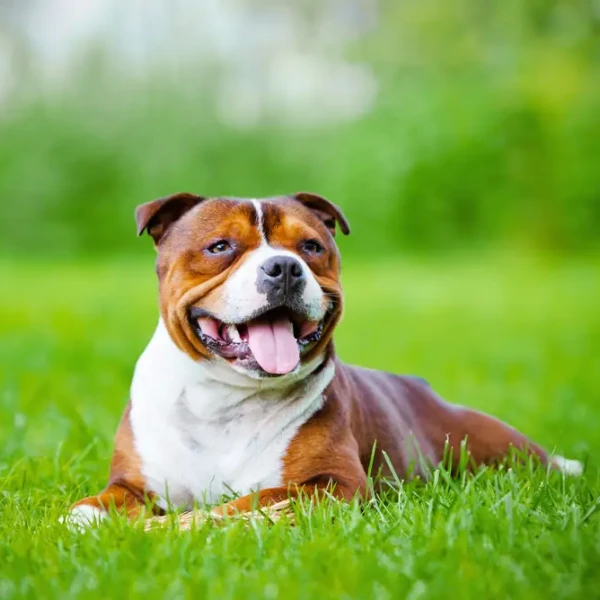 Staffordshire-Bull-Terrier 09