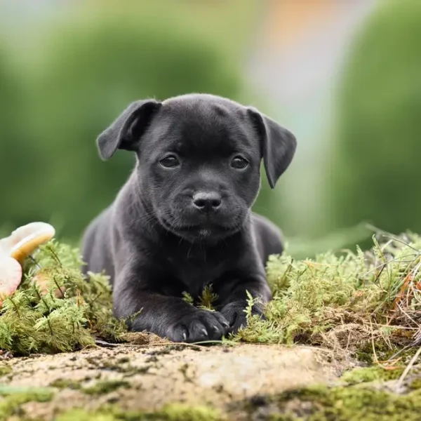 Staffordshire-Bull-Terrier 10