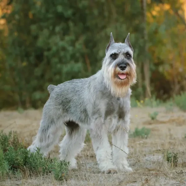Standard-Schnauzer 01