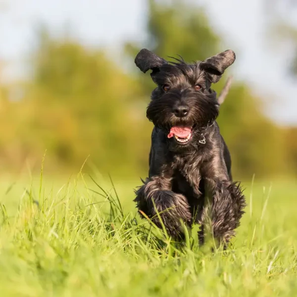 Standard-Schnauzer 03