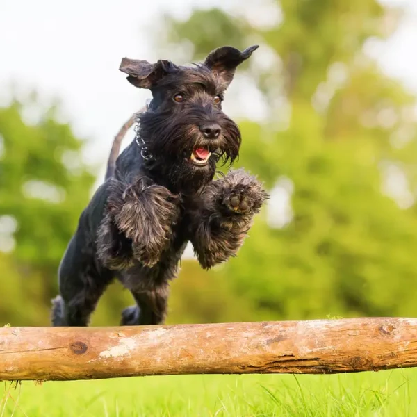 Standard-Schnauzer 04