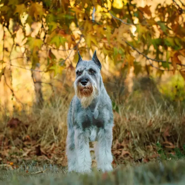 Standard-Schnauzer 05