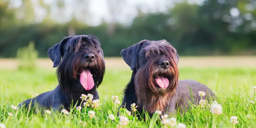 Standard-Schnauzer 06