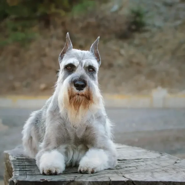 Standard-Schnauzer 07