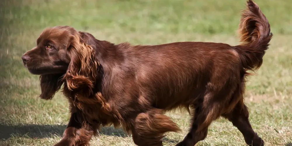 Le Sussex Spaniel, gentleman obstiné des terres anglaises