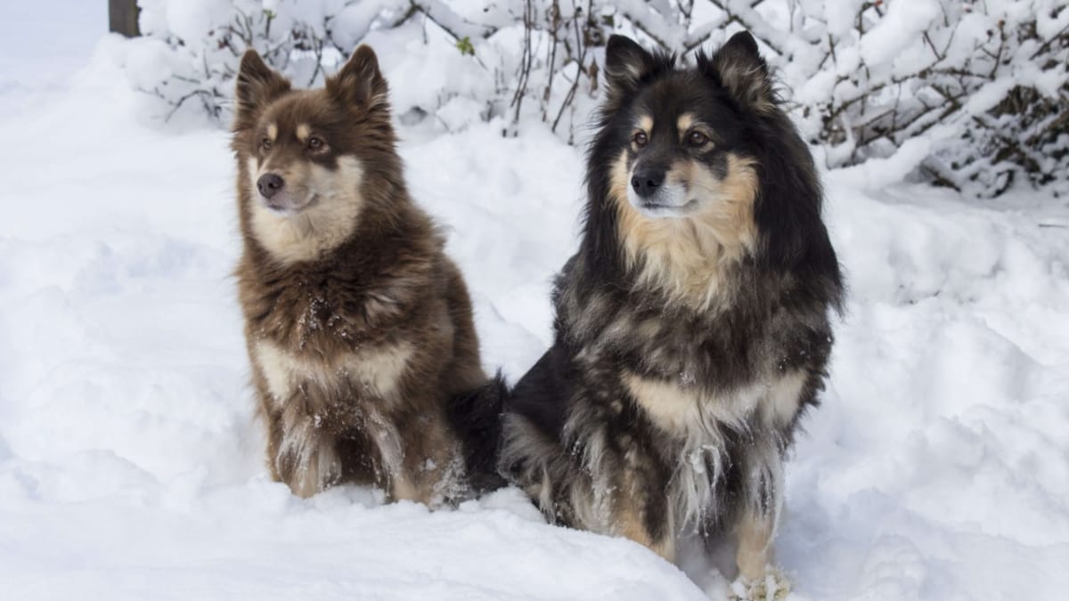 Le Lapphund suédois, gardien des rennes au cœur tendre