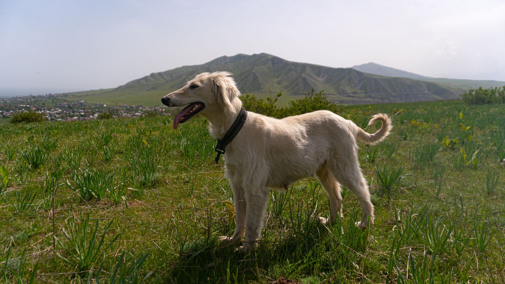 Taigan 01