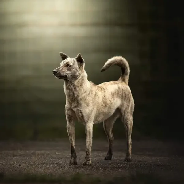 Taiwan-Dog 01