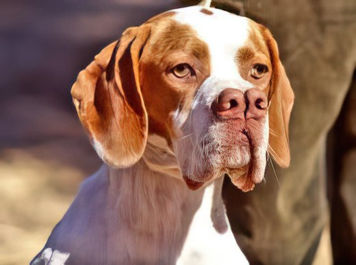 Le chien au nez fendu qui défie les classifications