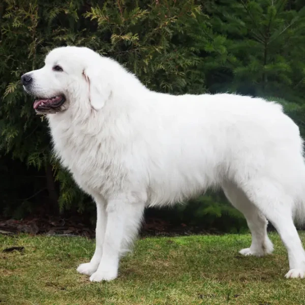 Tatra-Shepherd-Dog 02