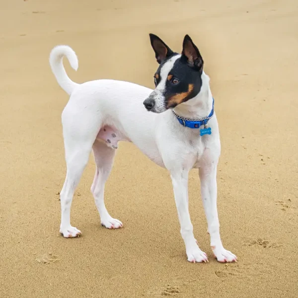 Le Tenterfield Terrier : un petit terrier australien à l'histoire méconnue