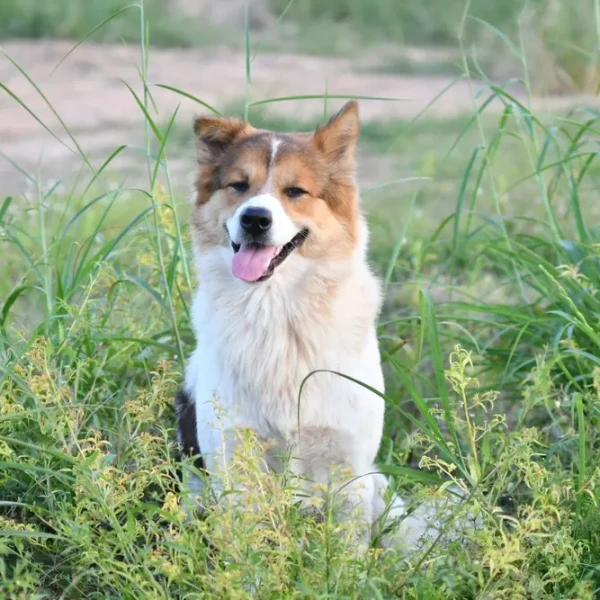 Thai-Bangkaew-Dog 01