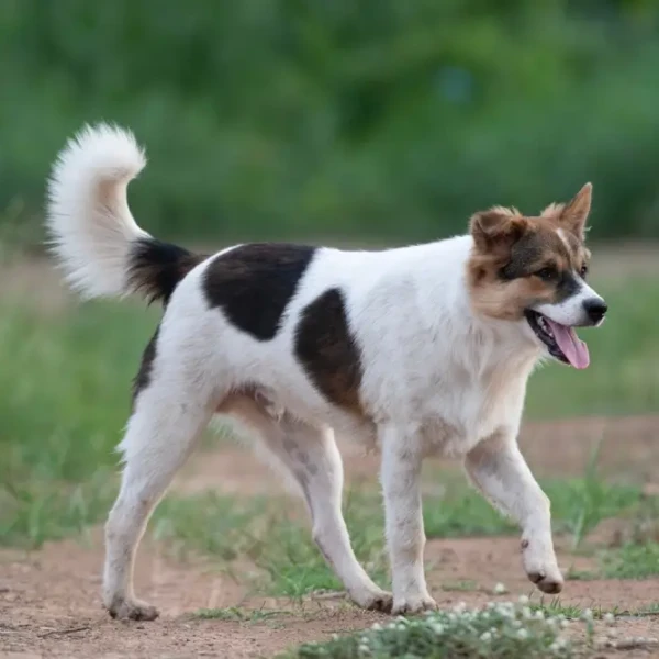 Thai-Bangkaew-Dog 02