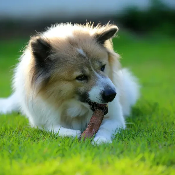 Thai-Bangkaew-Dog 03