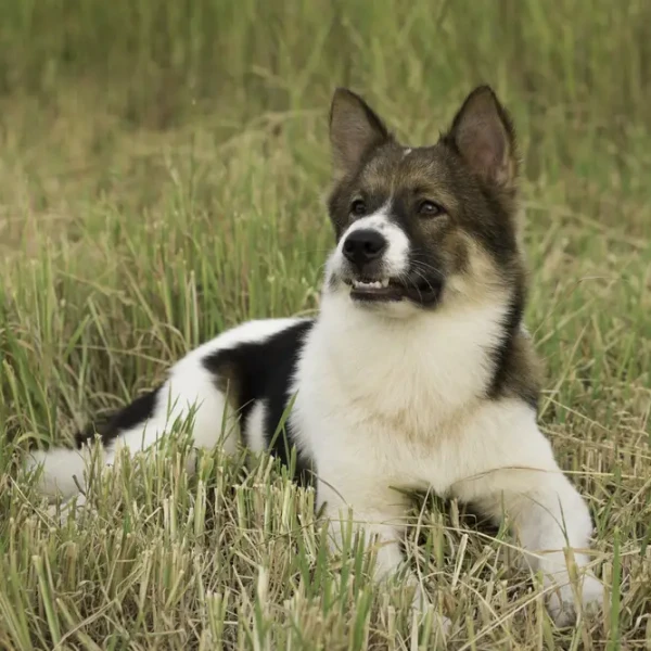 Thai-Bangkaew-Dog 04