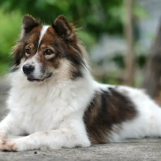 Thai-Bangkaew-Dog 05