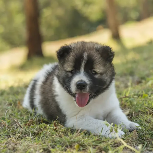 Thai-Bangkaew-Dog 07