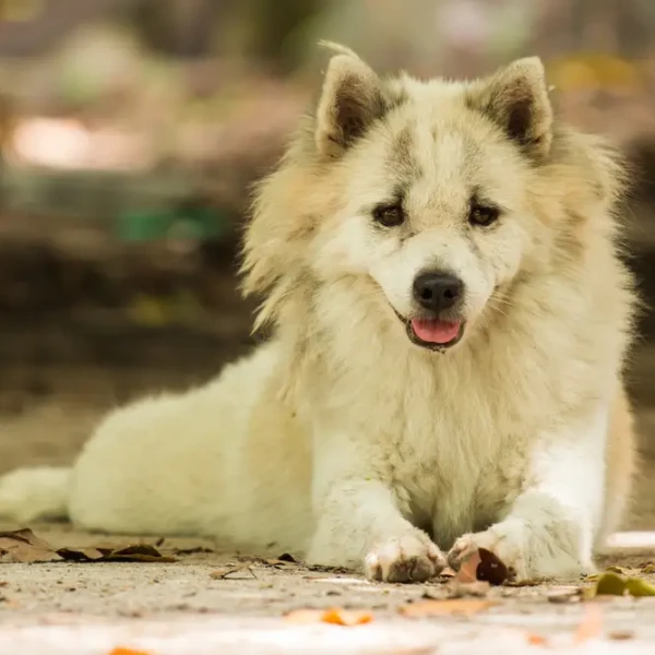 Thai-Bangkaew-Dog 08