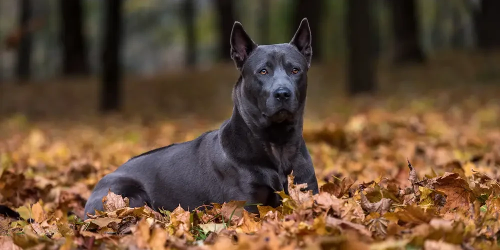 Le Thai Ridgeback : un trésor canin venu de Thaïlande